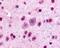GLI2 antibody, 49-617, ProSci, Immunohistochemistry frozen image 