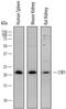 Calcium And Integrin Binding 1 antibody, AF7557, R&D Systems, Western Blot image 