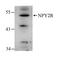 Neuropeptide Y Receptor Y2 antibody, NB110-59978, Novus Biologicals, Western Blot image 