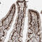 RNA-binding protein 10 antibody, HPA034972, Atlas Antibodies, Immunohistochemistry frozen image 