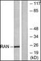 RAN, Member RAS Oncogene Family antibody, orb95981, Biorbyt, Western Blot image 