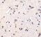 GDNF Family Receptor Alpha 1 antibody, PA1-20224, Invitrogen Antibodies, Immunohistochemistry frozen image 