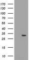 Pyrroline-5-Carboxylate Reductase 2 antibody, LS-C172415, Lifespan Biosciences, Western Blot image 
