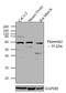 Pannexin 2 antibody, 42-2800, Invitrogen Antibodies, Western Blot image 