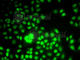 WD Repeat Domain 5 antibody, A2023, ABclonal Technology, Immunofluorescence image 