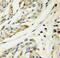 Stress Associated Endoplasmic Reticulum Protein 1 antibody, FNab07738, FineTest, Immunohistochemistry frozen image 