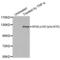 Nuclear Factor Kappa B Subunit 2 antibody, AHP2661, Bio-Rad (formerly AbD Serotec) , Western Blot image 