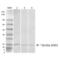 Superoxide Dismutase 1 antibody, 13065, QED Bioscience, Western Blot image 