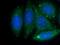 Serpin Family C Member 1 antibody, 16414-1-AP, Proteintech Group, Immunofluorescence image 
