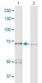 Protein Phosphatase 2 Scaffold Subunit Aalpha antibody, H00005518-D01P, Novus Biologicals, Western Blot image 