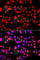 ASPSCR1 Tether For SLC2A4, UBX Domain Containing antibody, A7481, ABclonal Technology, Immunofluorescence image 