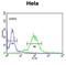 Mastermind Like Transcriptional Coactivator 3 antibody, abx032956, Abbexa, Flow Cytometry image 