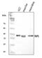 Fructose-Bisphosphatase 1 antibody, A01377-1, Boster Biological Technology, Western Blot image 