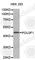 POU Class 3 Homeobox 1 antibody, A0953, ABclonal Technology, Western Blot image 