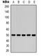 Fumarate Hydratase antibody, orb323143, Biorbyt, Western Blot image 