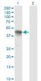 Cyclin K antibody, H00008812-M03, Novus Biologicals, Western Blot image 