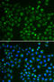 Glutathione Peroxidase 4 antibody, 14-907, ProSci, Immunofluorescence image 