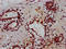 Transcription Elongation Factor A3 antibody, LS-C681512, Lifespan Biosciences, Immunohistochemistry paraffin image 