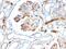 Adiponectin, C1Q And Collagen Domain Containing antibody, GTX34399, GeneTex, Immunohistochemistry paraffin image 