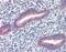 Twist Family BHLH Transcription Factor 1 antibody, NB120-49254, Novus Biologicals, Immunohistochemistry frozen image 