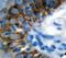 Keratin 14 antibody, LS-C312025, Lifespan Biosciences, Immunohistochemistry paraffin image 