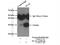 Elastase, Neutrophil Expressed antibody, 17943-1-AP, Proteintech Group, Immunoprecipitation image 