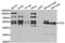 Thymine DNA Glycosylase antibody, STJ28323, St John