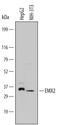 EMX2 antibody, AF6470, R&D Systems, Western Blot image 