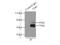 Thymine DNA Glycosylase antibody, 13370-1-AP, Proteintech Group, Immunoprecipitation image 