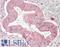 Exportin For TRNA antibody, LS-B13542, Lifespan Biosciences, Immunohistochemistry paraffin image 