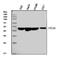 Protein Disulfide Isomerase Family A Member 6 antibody, M03813-1, Boster Biological Technology, Western Blot image 