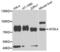 Acyl-CoA Synthetase Long Chain Family Member 4 antibody, LS-C334962, Lifespan Biosciences, Western Blot image 