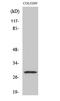 Peroxisomal Biogenesis Factor 11 Beta antibody, A08864, Boster Biological Technology, Western Blot image 