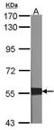 X-Linked Inhibitor Of Apoptosis antibody, PA5-27203, Invitrogen Antibodies, Western Blot image 