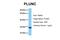 BPI Fold Containing Family A Member 1 antibody, ARP42475_P050, Aviva Systems Biology, Western Blot image 