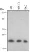 Thioredoxin Domain Containing 17 antibody, AF3769, R&D Systems, Western Blot image 