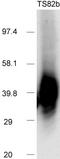 CD82 Molecule antibody, ab59509, Abcam, Western Blot image 