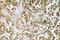 GATA Binding Protein 5 antibody, A03284, Boster Biological Technology, Immunohistochemistry frozen image 