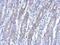 BEN Domain Containing 2 antibody, NBP2-15562, Novus Biologicals, Immunohistochemistry frozen image 