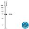 Transforming Growth Factor Beta 2 antibody, AB-112-NA, R&D Systems, Western Blot image 