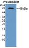 TNF Receptor Superfamily Member 10c antibody, LS-C373895, Lifespan Biosciences, Western Blot image 