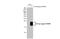 Gremlin-2 antibody, GTX108414, GeneTex, Western Blot image 