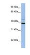 FKBP Prolyl Isomerase 8 antibody, NBP1-59019, Novus Biologicals, Western Blot image 