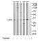 CD70 Molecule antibody, A02853, Boster Biological Technology, Western Blot image 