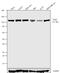 Tyrosine Kinase 2 antibody, 720124, Invitrogen Antibodies, Western Blot image 