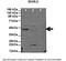 Sorting Nexin 5 antibody, 26-960, ProSci, Enzyme Linked Immunosorbent Assay image 