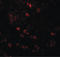 Cell Division Cycle 16 antibody, LS-B4645, Lifespan Biosciences, Immunofluorescence image 