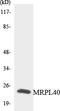 Mitochondrial Ribosomal Protein L40 antibody, LS-C200219, Lifespan Biosciences, Western Blot image 