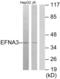 Ephrin A3 antibody, abx013530, Abbexa, Western Blot image 