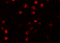 NLR Family Pyrin Domain Containing 13 antibody, 5973, ProSci, Immunofluorescence image 